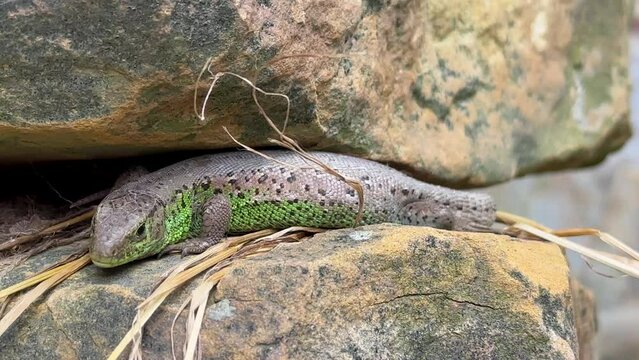 Close-up view of lizard rest on stone near lake. Lizard taking a sun bath on a stone