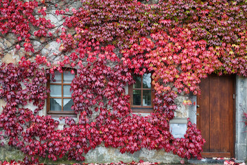 Autumn, wild vine (Parthenocissus tricuspidata) on house wall