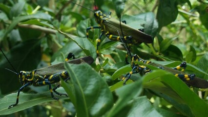 soldier grasshopper, Chromacris speciosa
