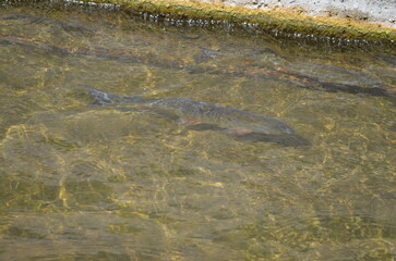 Poissons de rivière à Colmar (Haut-Rhin - Grand-Est - France)