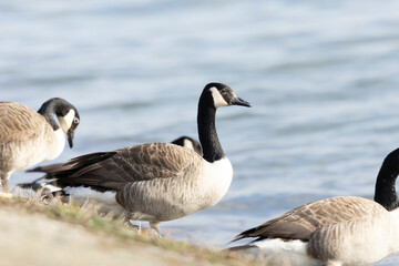 Canada goose swimming on a pond in the morning mist of a winter day