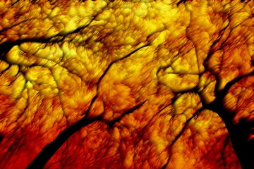 Photo painting, illustrated photo with oil painting effect. the last forest, the forest on fire,