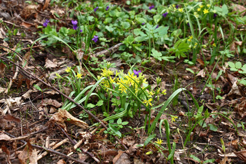 Spring cloudy morning. A glade fragment in the park with the gagea blossoming in small yellow flowers.