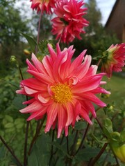 A variety of blooming dahlias.