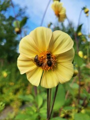 A variety of blooming dahlias.