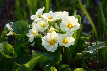 Solar spring morning. The primula grows and blossoms in white flowers.On petals and leaves play of light and shadow.