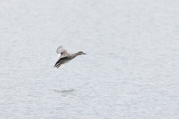 Gadwall Mareca Anas strepera swimming on a lake