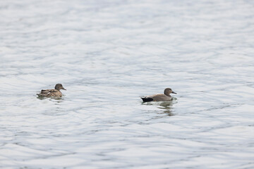 Gadwall Mareca Anas strepera swimming on a lake