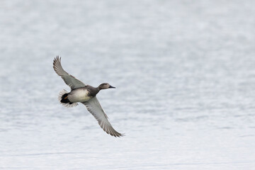 Gadwall Mareca Anas strepera swimming on a lake