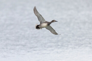 Gadwall Mareca Anas strepera swimming on a lake