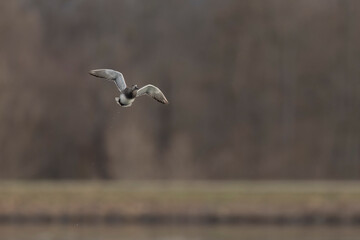 Gadwall Mareca Anas strepera swimming on a lake