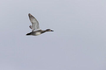 Gadwall Mareca Anas strepera swimming on a lake