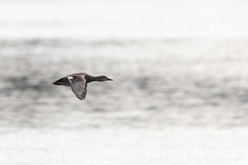 Gadwall Mareca Anas strepera swimming on a lake