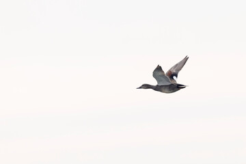 Gadwall Mareca Anas strepera swimming on a lake