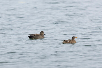 Gadwall Mareca Anas strepera swimming on a lake