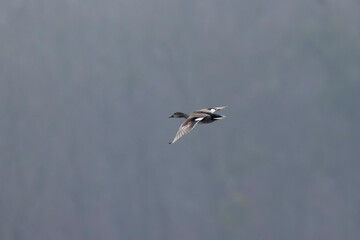 Gadwall Mareca Anas strepera swimming on a lake
