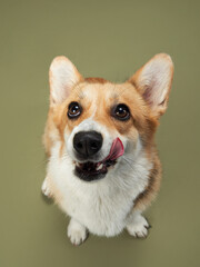 A Pembroke Welsh Corgi licks its nose with gusto against a muted green backdrop. The dogs attentive gaze and lighthearted demeanor bring a sense of playfulness and charm.