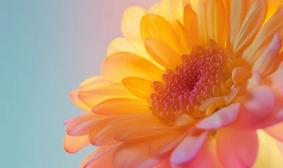 Fototapeten Orange calendula flower closeup on pastel background. © Honey Bear