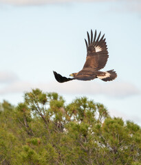 Beautiful portrait of a golden eagle in flight with outstretched wings flapping with a cloudy sky and a tree in the background in Sierra Morena, Andalusia, Spain, Europe