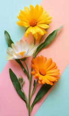 Calendula flower on pastel pink and blue background.
