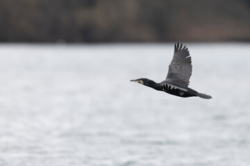 Great Cormorant Phalacrocorax carbo in close view in flight