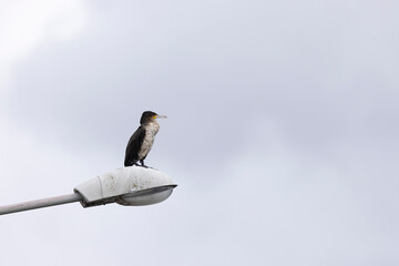 Great Cormorant Phalacrocorax carbo in close view in flight