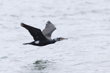 Great Cormorant Phalacrocorax carbo in close view in flight