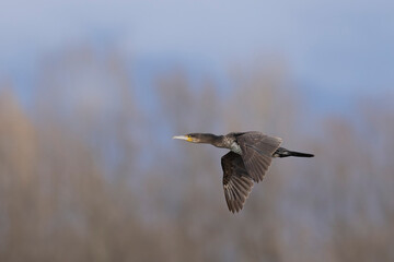 Great Cormorant Phalacrocorax carbo in close view in flight