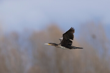 Great Cormorant Phalacrocorax carbo in close view in flight