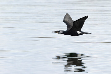 Great Cormorant Phalacrocorax carbo in close view in flight