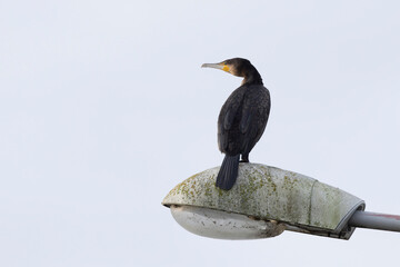 Great Cormorant Phalacrocorax carbo in close view in flight
