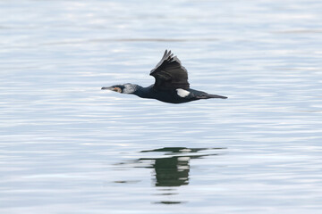 Great Cormorant Phalacrocorax carbo in close view in flight