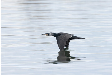 Great Cormorant Phalacrocorax carbo in close view in flight