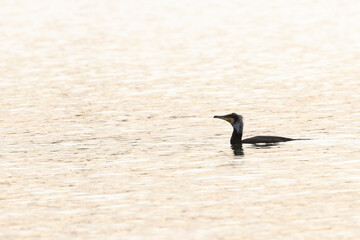 Great Cormorant Phalacrocorax carbo in close view in flight