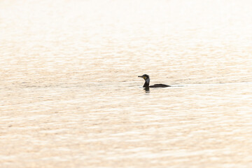 Great Cormorant Phalacrocorax carbo in close view in flight
