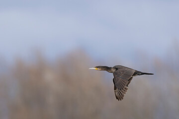 Great Cormorant Phalacrocorax carbo in close view in flight