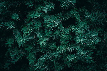 A close up of dark green Yew tree branches texture pattern