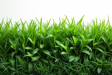 Obraz premium In the vibrant natural setting, verdant foliage flourishes, portraying the essence of spring's renewal and vitality.