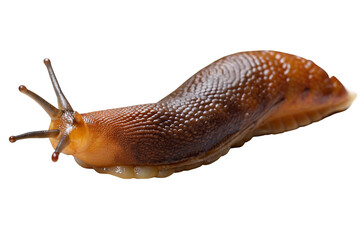 slug isolated on a transparent background