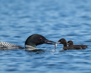 Breakfast - A parent Common Loon feeds one of its chicks