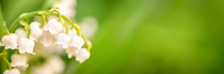 Lily of the valley flower close up, green nature panoramic background. May 1st web banner, Labor Day or May Day header with copy space - obrazy, fototapety, plakaty