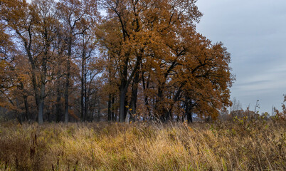 Oak grove, majestic trees with orange foliage