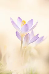 Fotobehang close-up of crocus flowers in early spring © denis