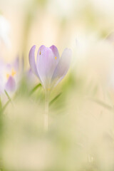 close-up of crocus flowers in early spring