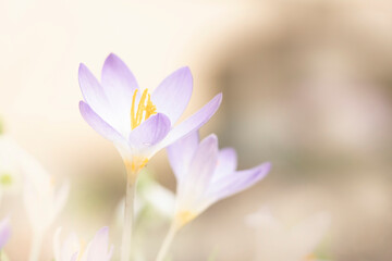 Naklejka premium close-up of crocus flowers in early spring
