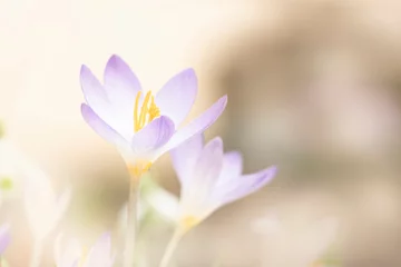 Foto op Canvas close-up of crocus flowers in early spring © denis