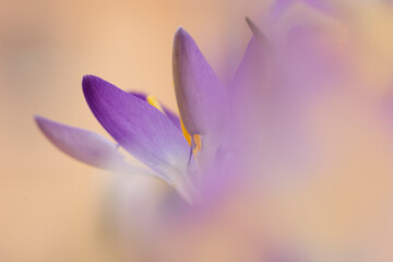 close-up of crocus flowers in early spring © denis