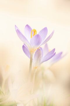 Fototapeta close-up of crocus flowers in early spring