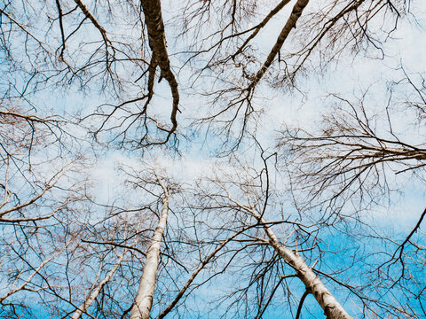 Springtime Bare Birch Trees Against Blue Sky