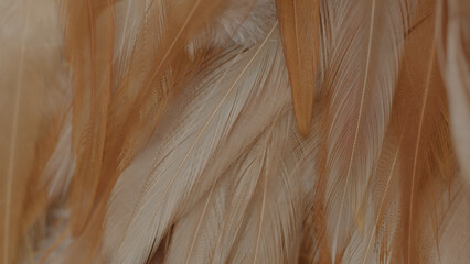 Close up detailed shots of various assorted bird feathers